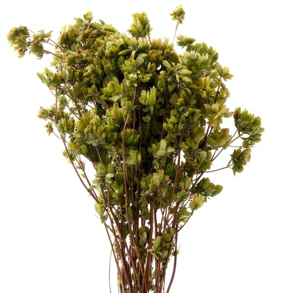 Calabrian Oregano FAIE Dried Oregano on Stem 40g-3